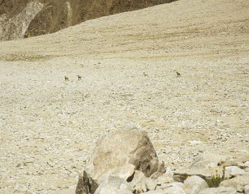 California bighorn sheep