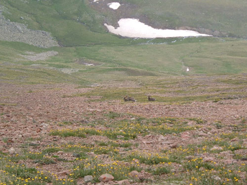 Bighorn sheep on Vermejo and Purgatoire route